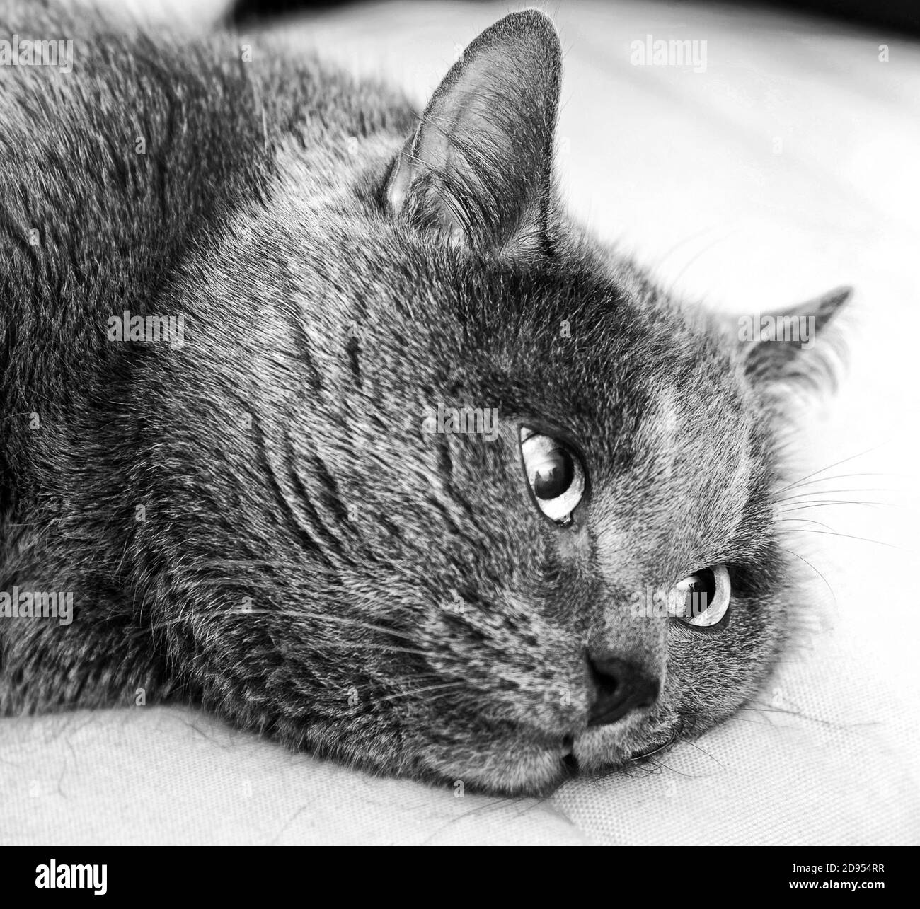 Erwachsene graugraue Katze mit glasierten Augen Stockfoto