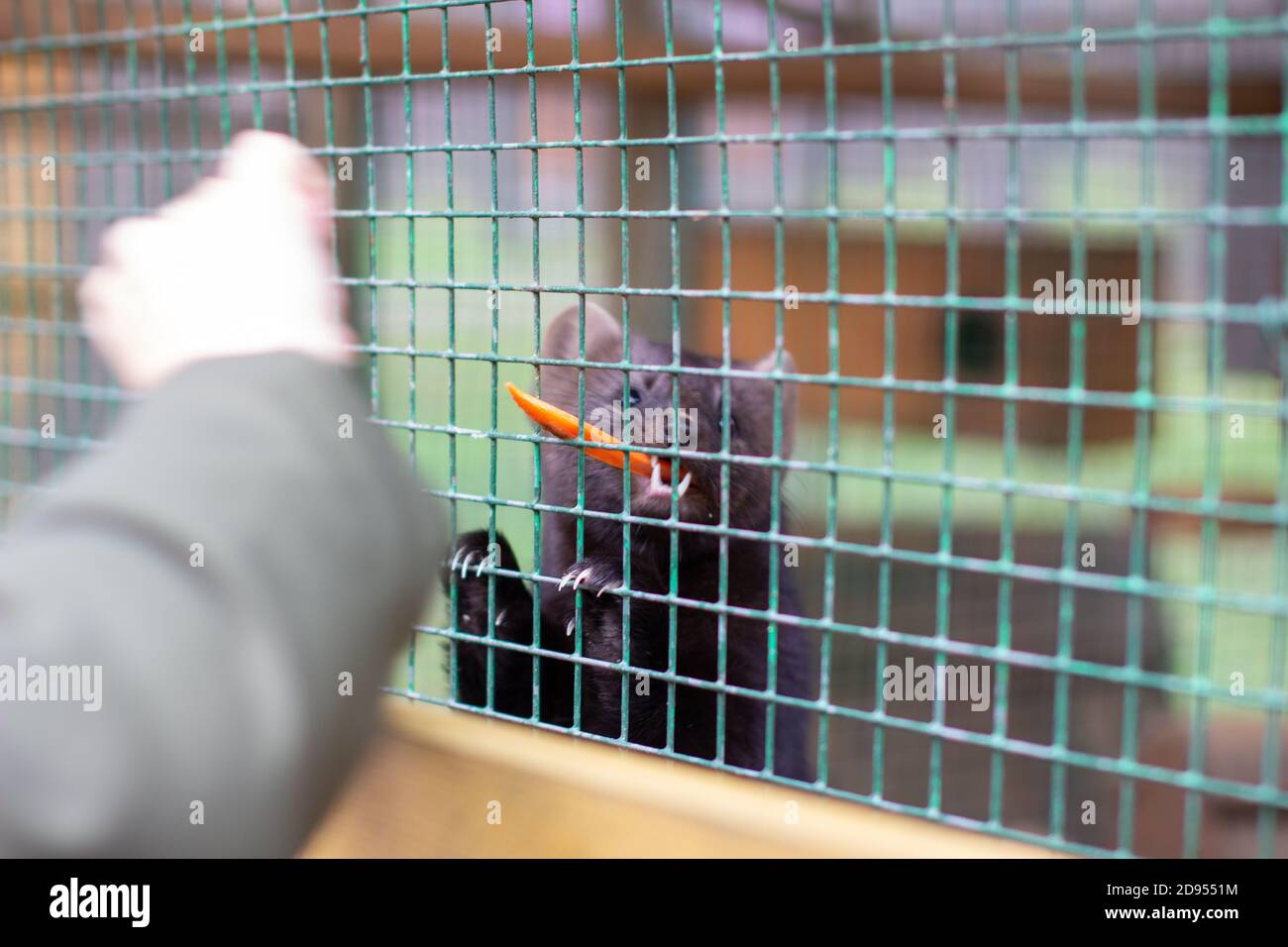 Ein Mann füttert ein kleines Tier europäischen Nerz in einem Käfig, durch die Bars Stockfoto