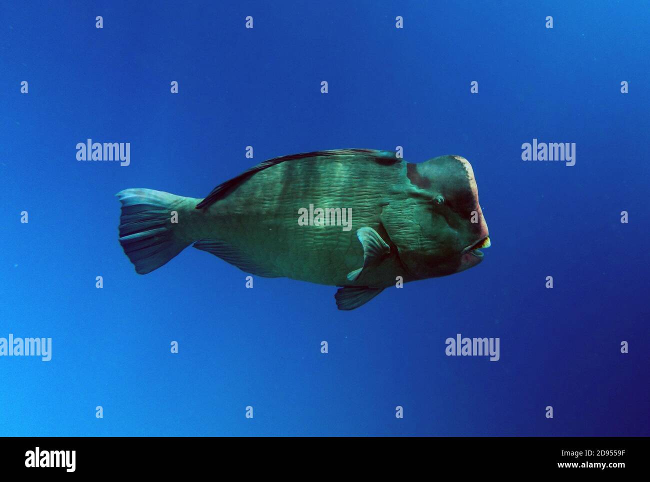 Bumphead-Papageienfisch (Bolbometapon muricatum), Great Barrier Reef, Queensland, Australien Stockfoto