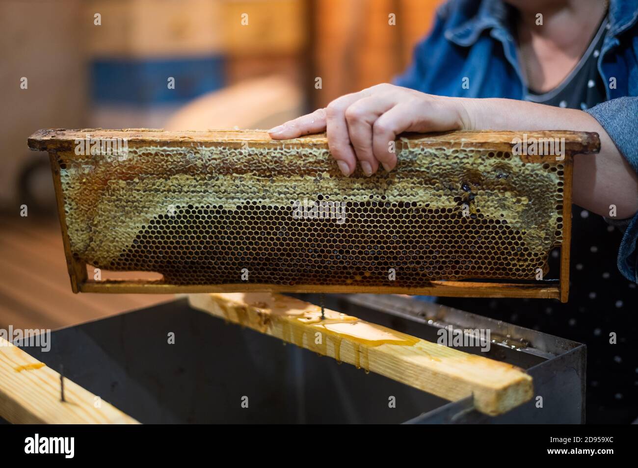 Die Waben mit dem Schaber von Hand aufdecken, Honigernte. Stockfoto