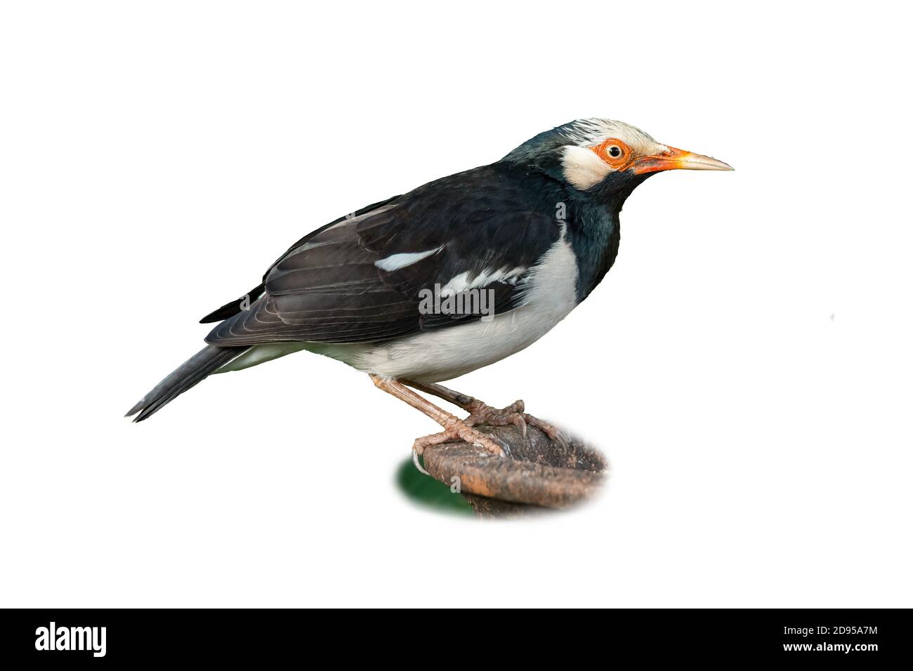 Asian Pied Myna (Starling) isoliert auf weißem Hintergrund Stockfoto