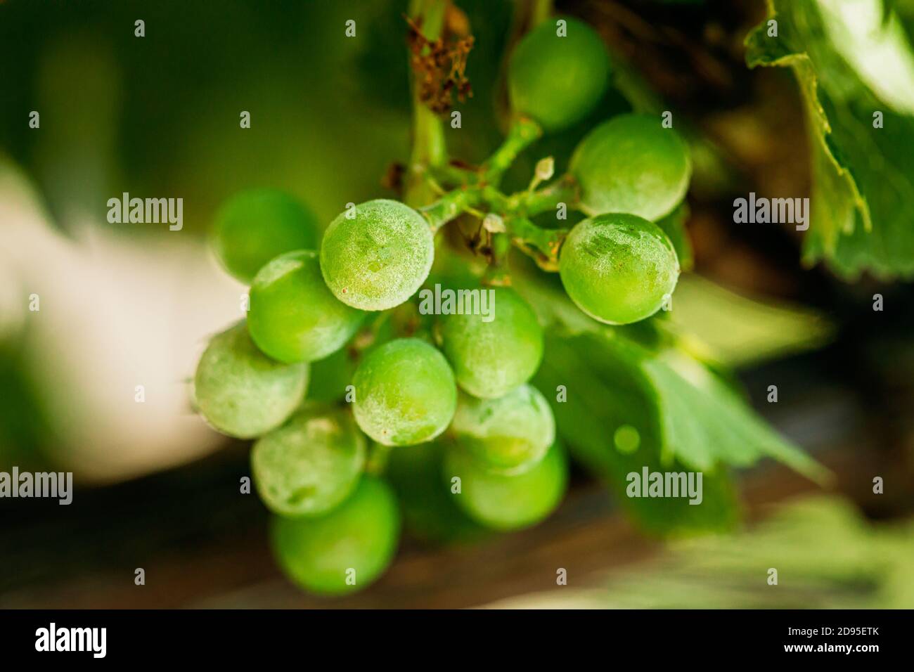 Mehltau Auf Früchten Und Blättern Der Traube. Pflanzenkrankheit. Schlechte Ernte Stockfoto