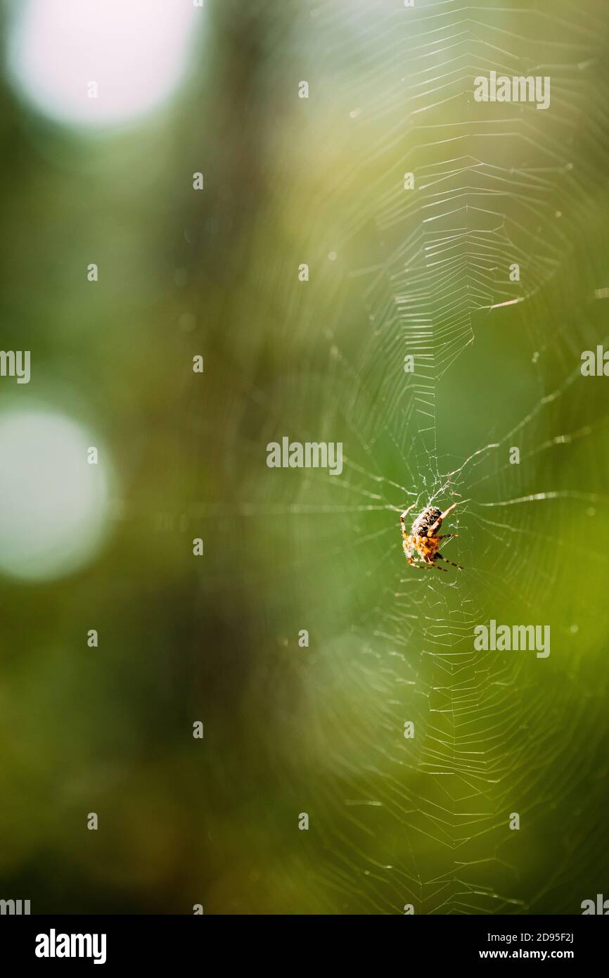 Große Spinne Im Gewebten Netz Im Wald Stockfoto