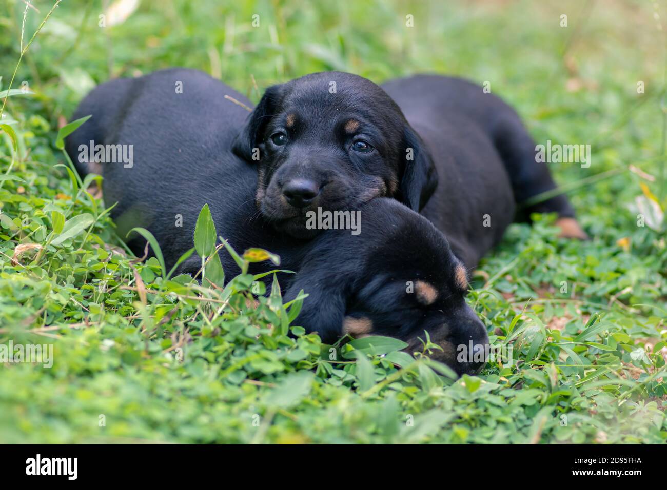 Schöne Hunderasse von Dachshund Welpen auf einem Grasfeld, Geschwister lieben, immer zusammen Stockfoto