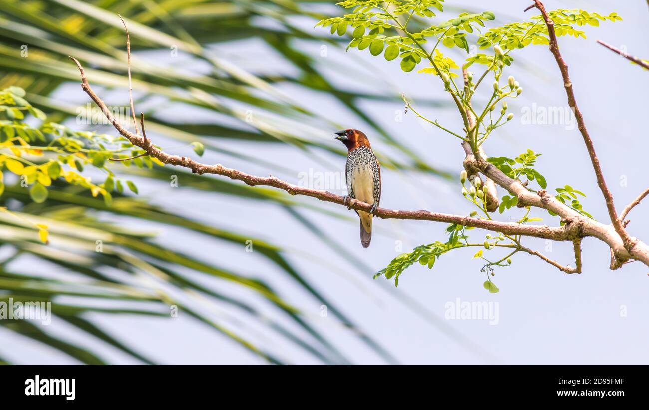 Scaly-breasted munia singt Songs, während auf Baum Zweig weich verschwommen Hintergrund Natur gehockt. Stockfoto