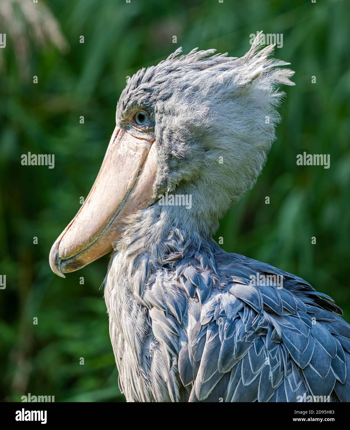 Nahaufnahme eines Schuhabbills (Balaeniceps rex) Stockfoto