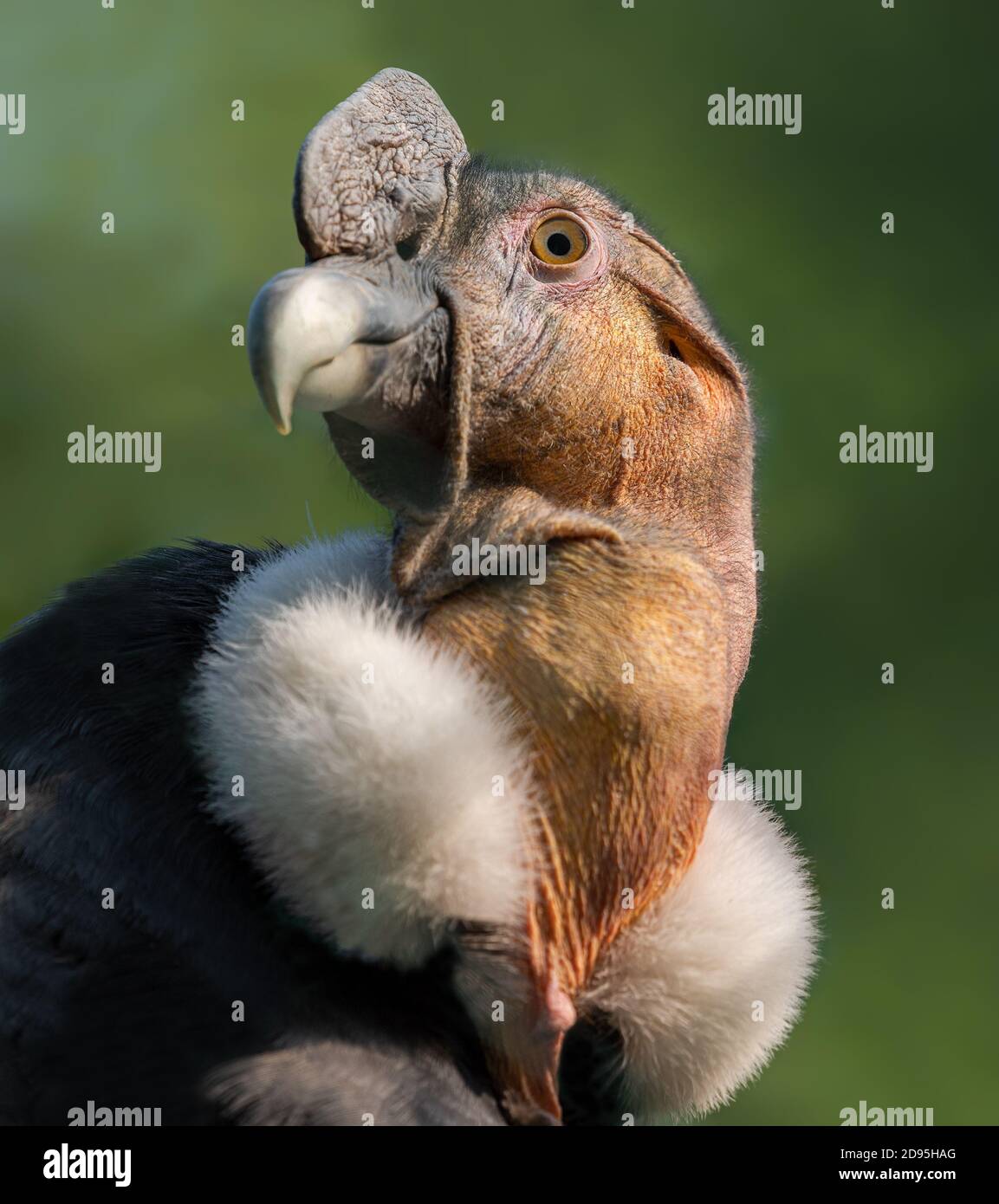 Nahaufnahme eines männlichen Andenkondors (Vultur gryphus) Stockfoto