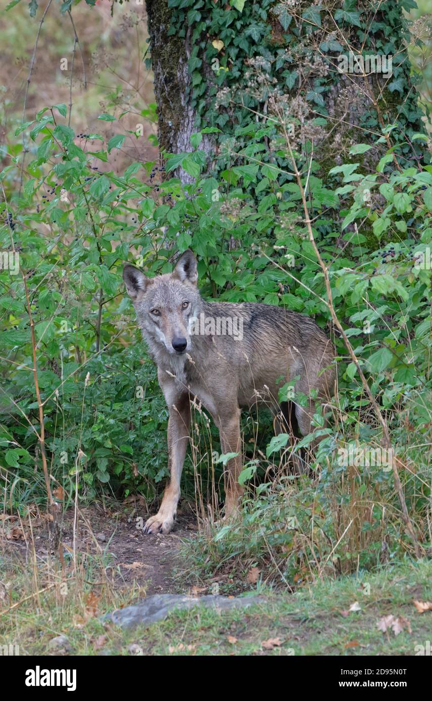 Der Wolf in der Fauna von Civitella Alfedena, Abruzzen, Italien Stockfoto