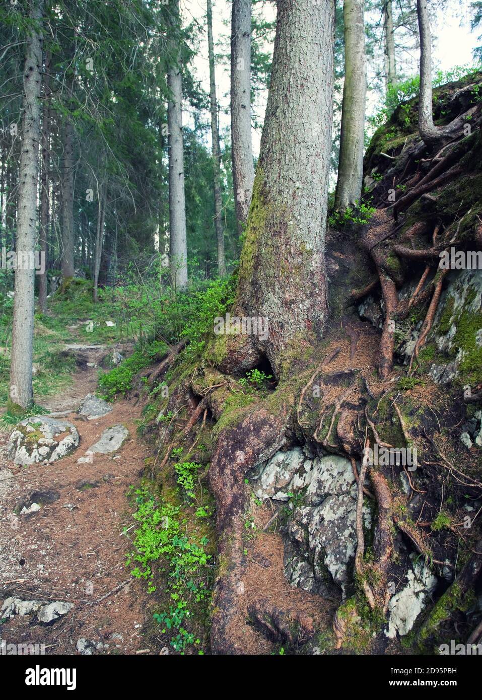 Wanderweg durch den Wald Stockfoto