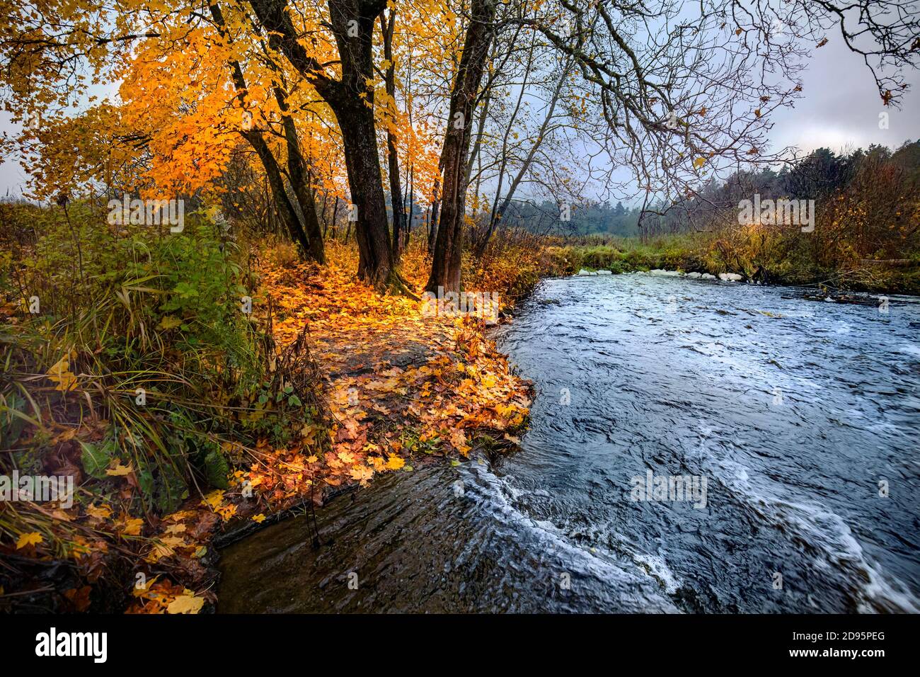 Herbst in Estland Stockfoto
