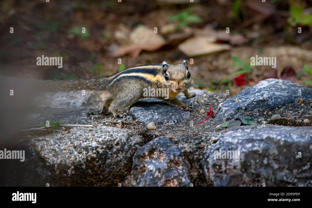 Himalayan gestreiften Eichhörnchen (Tamiops mcclellandii) Stockfoto