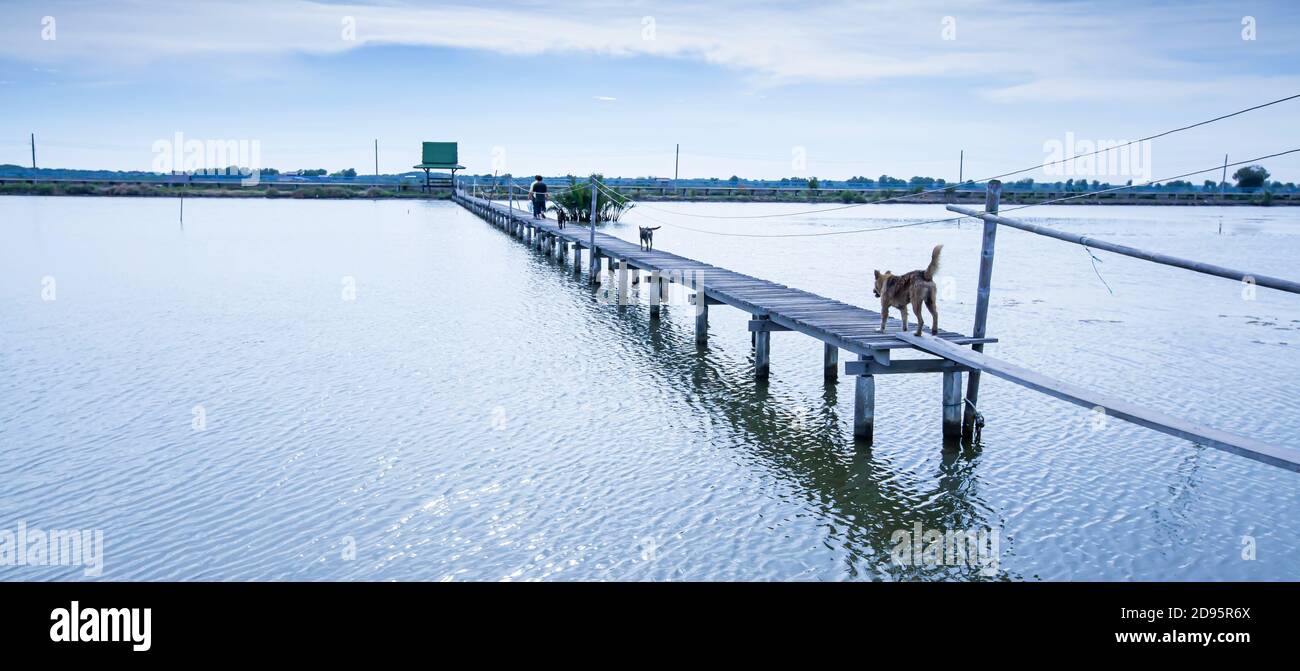 Einheimische mit Haustieren, die in der Dämmerung über die lange hölzerne Fußgängerbrücke über den See gehen, ländliche Szene in der Nähe des Golfs von Thailand. Selektiver Fokus. Stockfoto