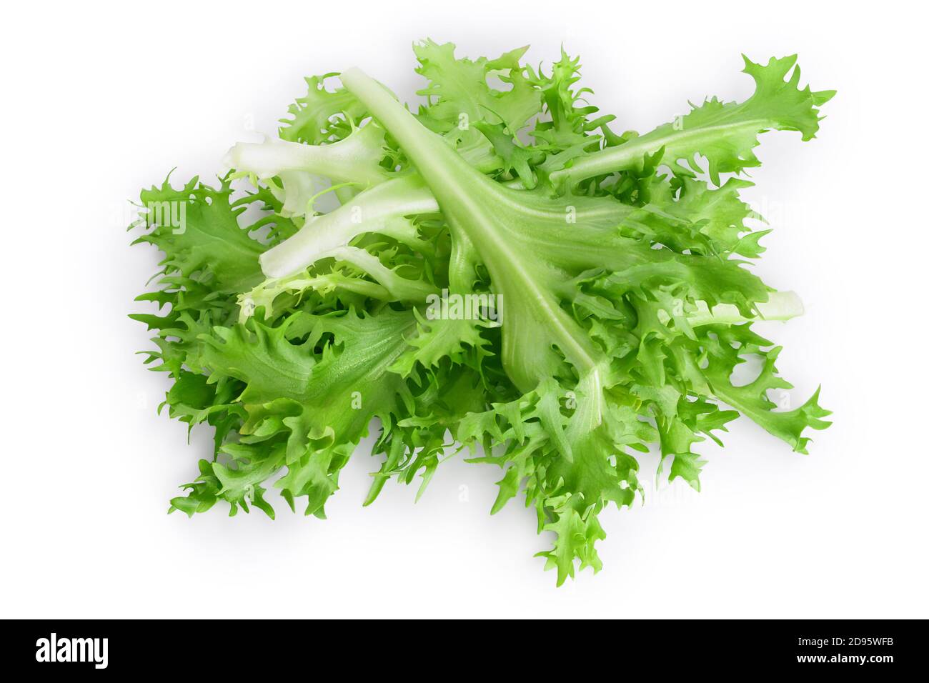 Frische grüne Blätter Endive Frisee Chicorée Salat isoliert auf weißem Hintergrund mit Clipping Pfad und volle Tiefe des Feldes. Draufsicht. Flach liegend Stockfoto