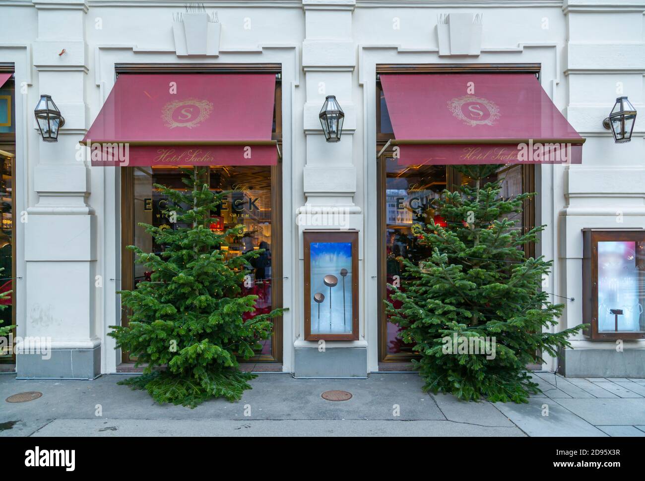 Weihnachtsbäume vor dem Café Sacher Wien, Wien, Österreich, Europa Stockfoto