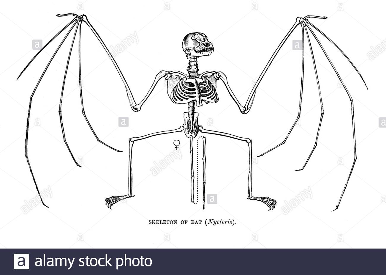 Skelett einer Fledermaus, Vintage Illustration von 1893 Stockfoto