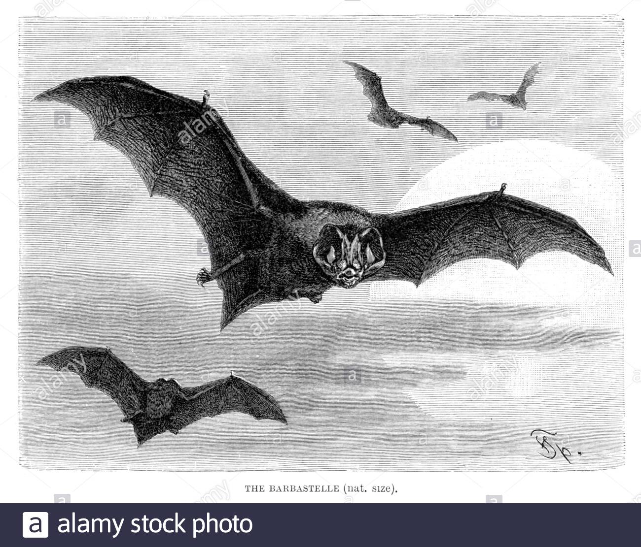 Barbastelle bat, Vintage Illustration von 1893 Stockfoto