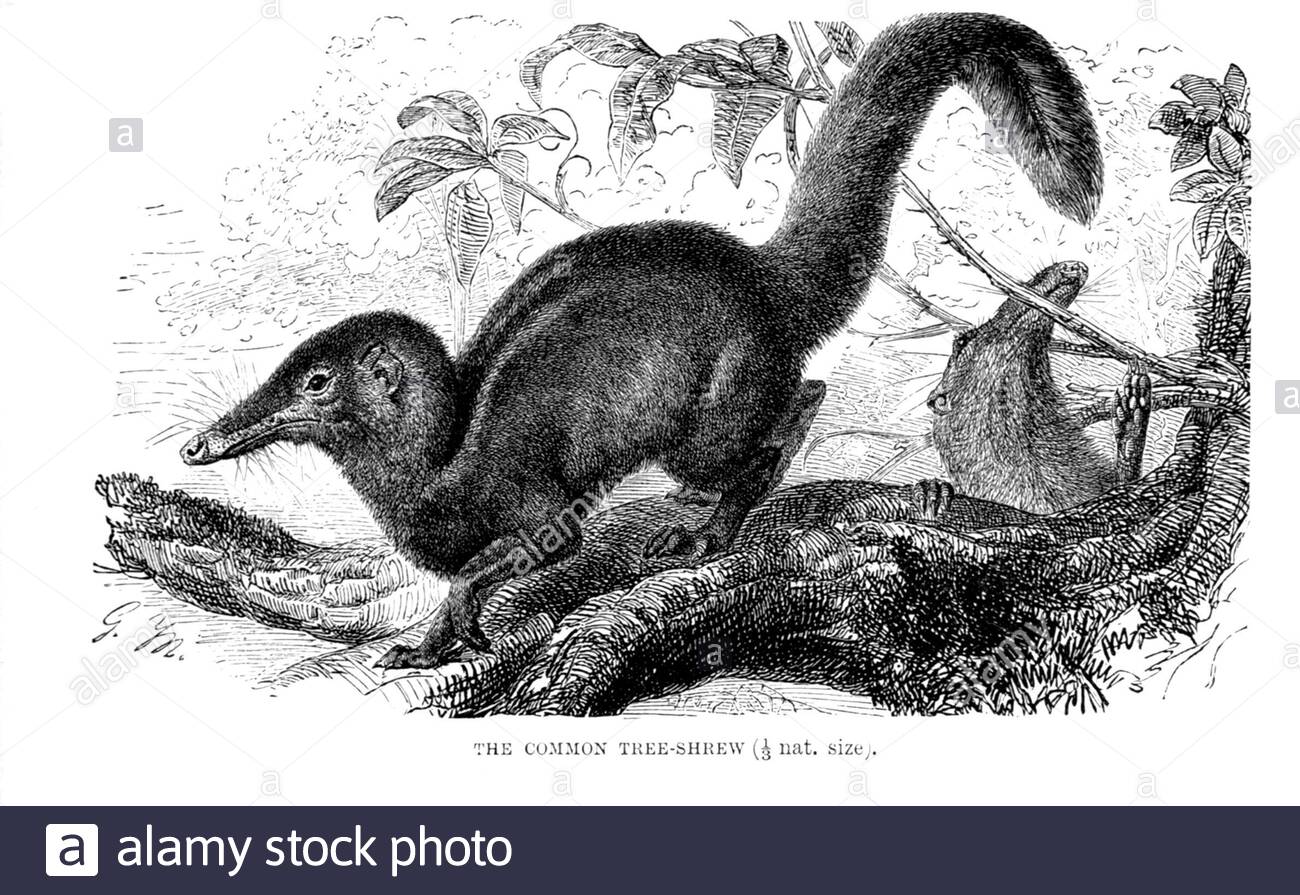 Common Tree Shrew, Vintage Illustration von 1893 Stockfoto