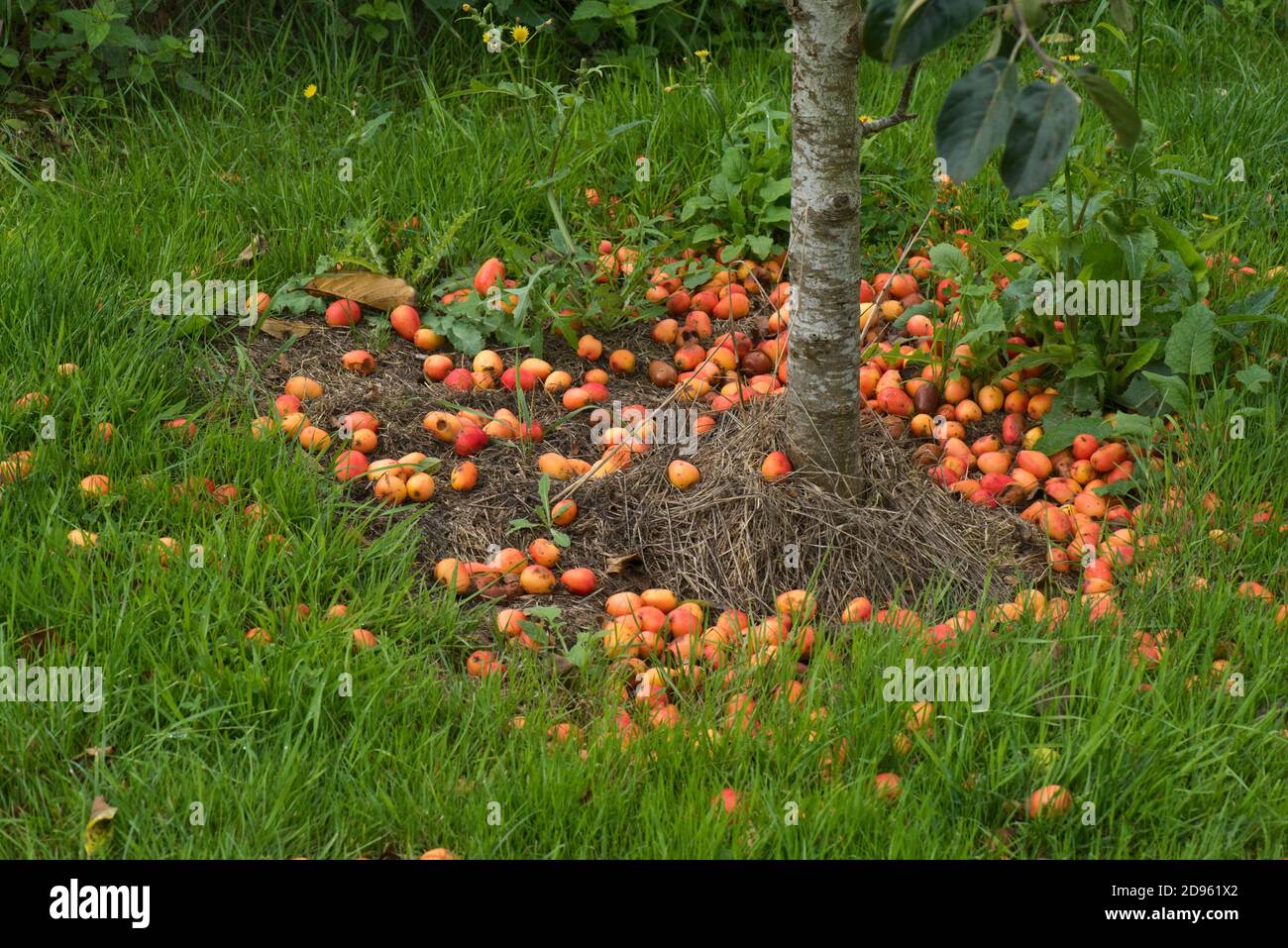 Windfall Krabbe Apfel Malus 'John Downie' kleine leuchtend rote Frucht um die Basis des Baumes nach einem Sturm, Berkshire, August Stockfoto
