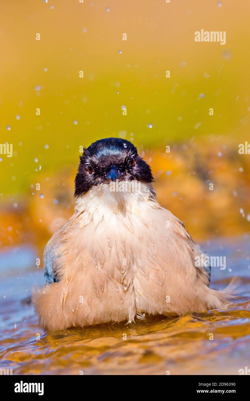 Azure - winged Magpie, Cyanopica cooki, Rabilargo, Wald, Teich, Castilla y León, Spanien, Europa. Stockfoto
