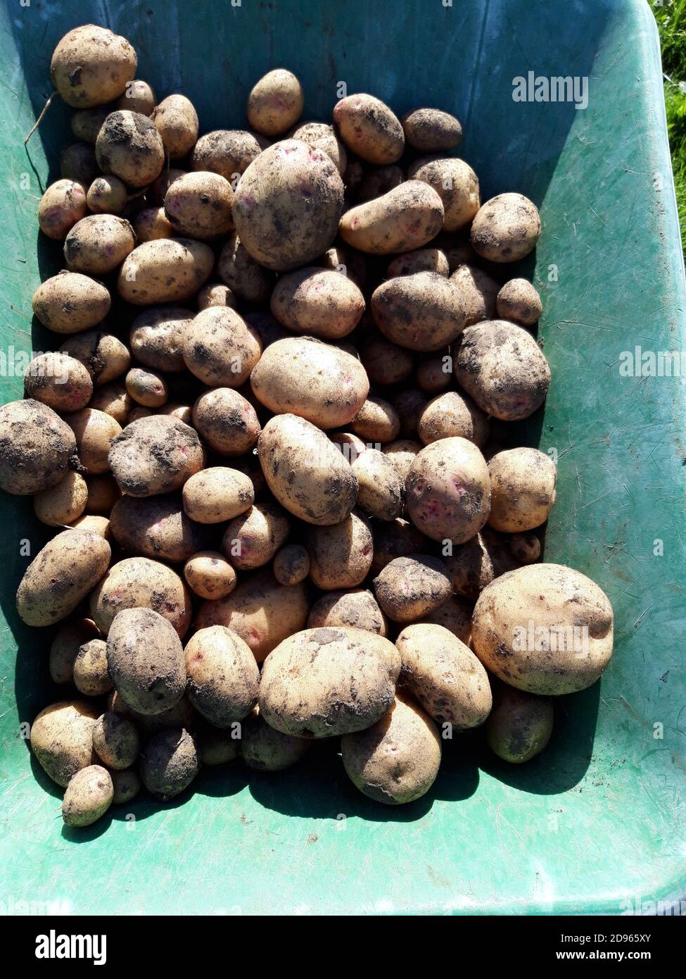 Frisch gegrabene Kara-Kartoffeln in einer Schubkarre Stockfoto