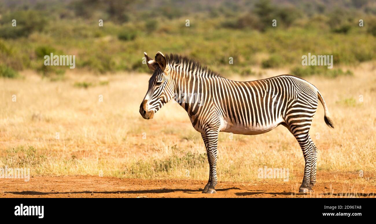 Die Grevy Zebra grast in der Landschaft von Samburu in Kenia. Stockfoto
