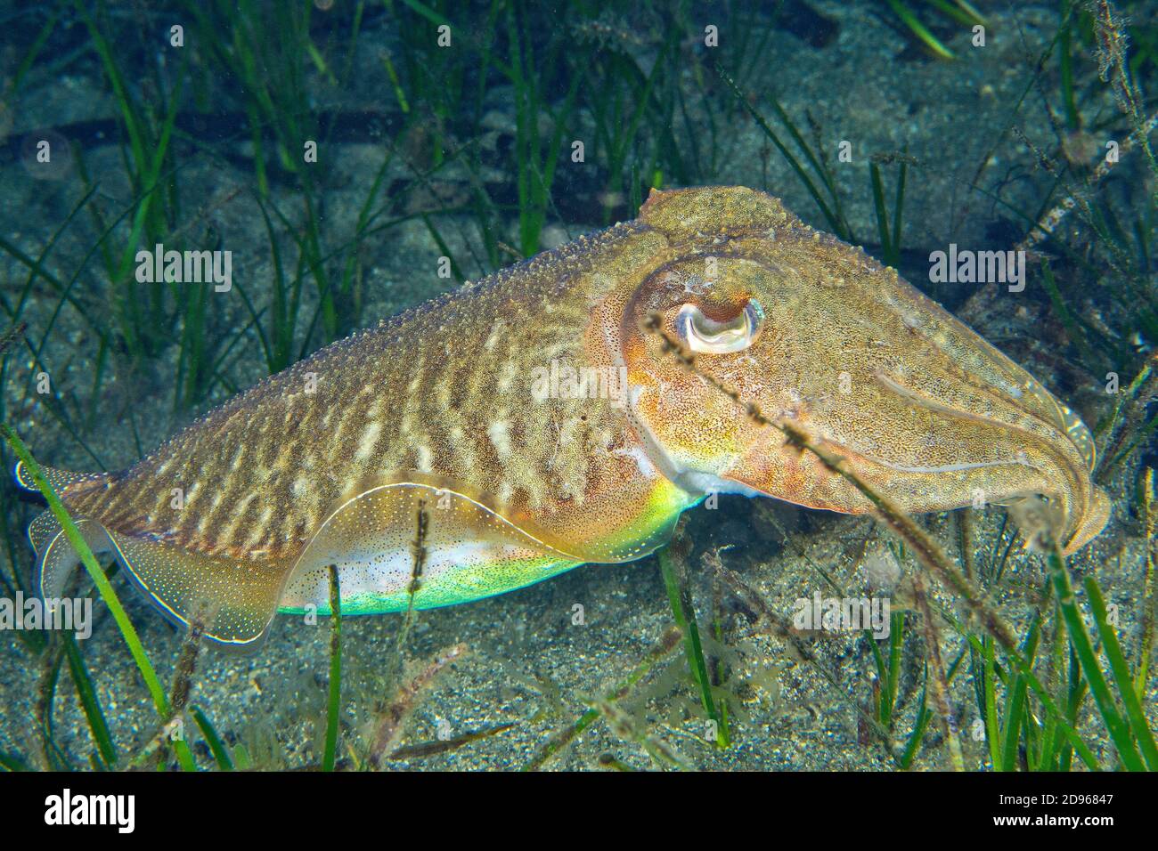 Ssepia officinalis Fotos und Bildmaterial in hoher Auflösung Alamy