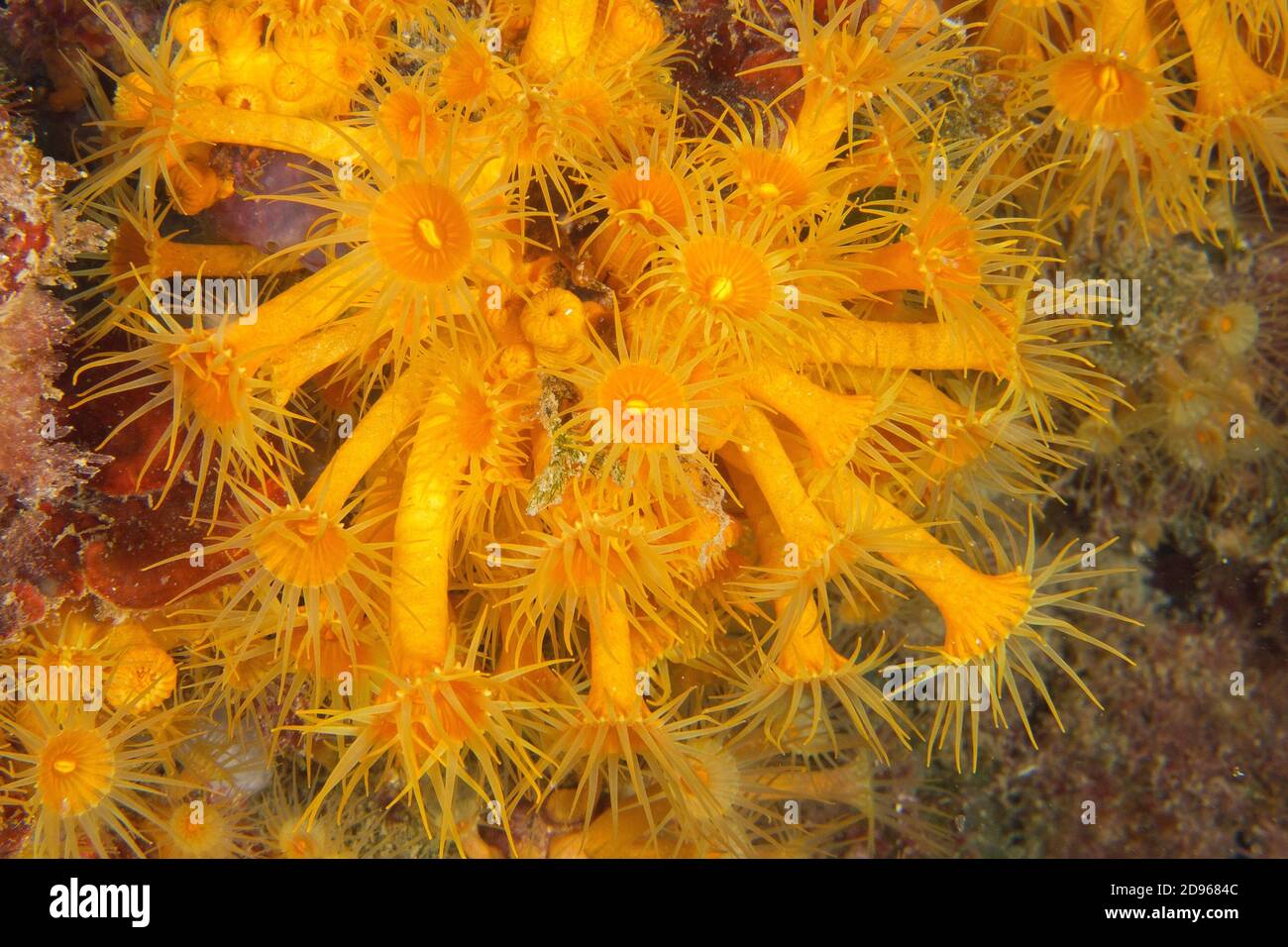 Gelbes Meer Anemone, Parazoanthus axinellae, Cabo Cope Naturpark Puntas del Canegre, Mittelmeer, Murcia, Spanien, Europa. Stockfoto