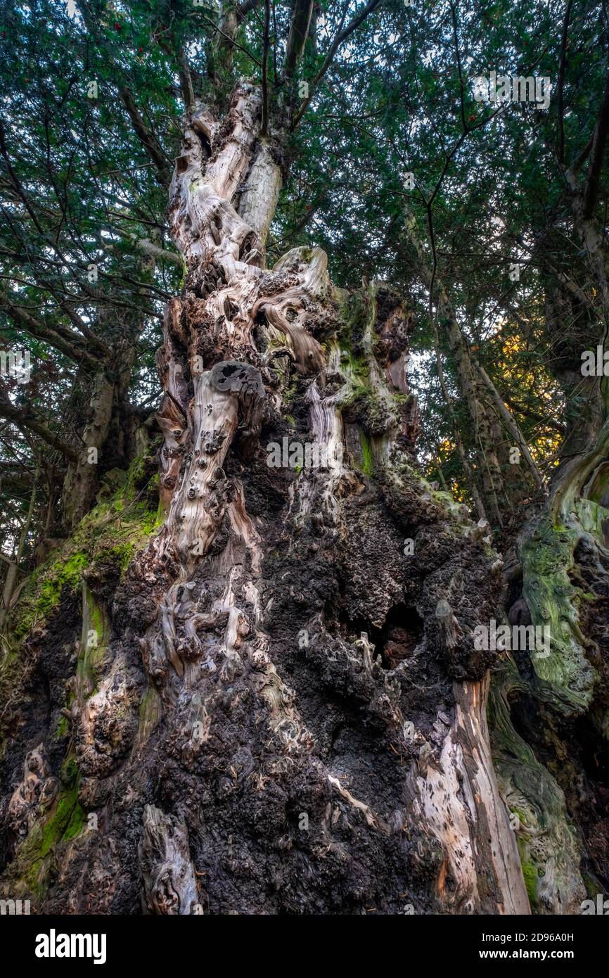 London, Barnett, Totteridge, St. Andrews Kirchhof, 2000 Jahre alte Totteridge Eibe, Londons ältester Baum, geschützt als einer der Großen Bäume Londons Stockfoto