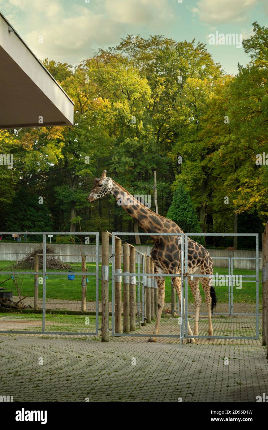 Rothschilds Giraffe (Giraffa camelopardalis rothschildi) im ZOO von Krakau, Polen Stockfoto