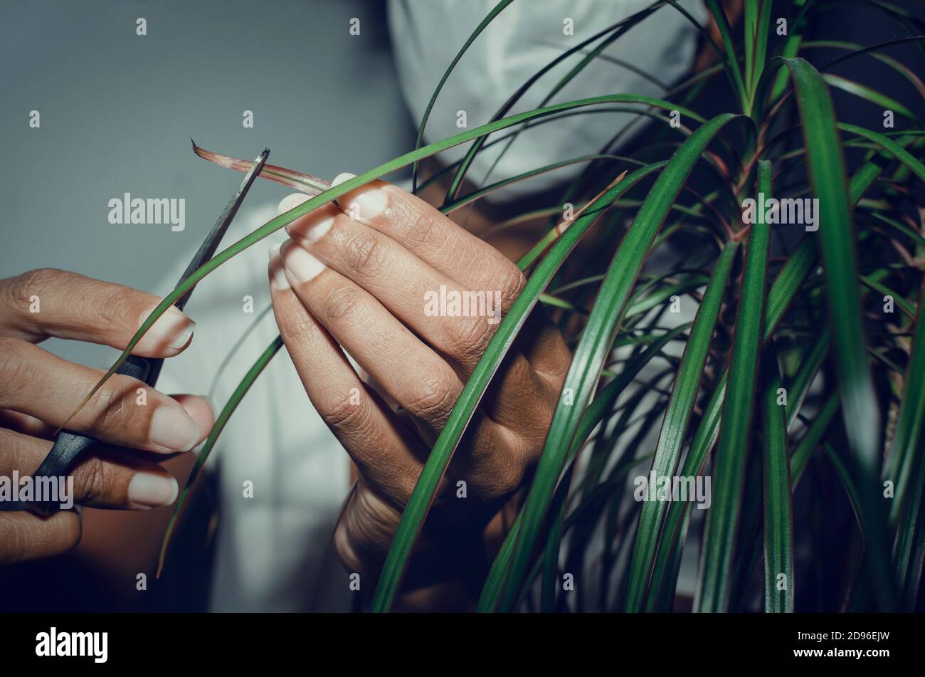Nahaufnahme und selektiver Fokus auf ein braunes Blatt einer Pflanze namens Dracaena marginata. Schwarze Frau trägt Maske und schneidet die bräunenden Dracaena Blätter. Stockfoto