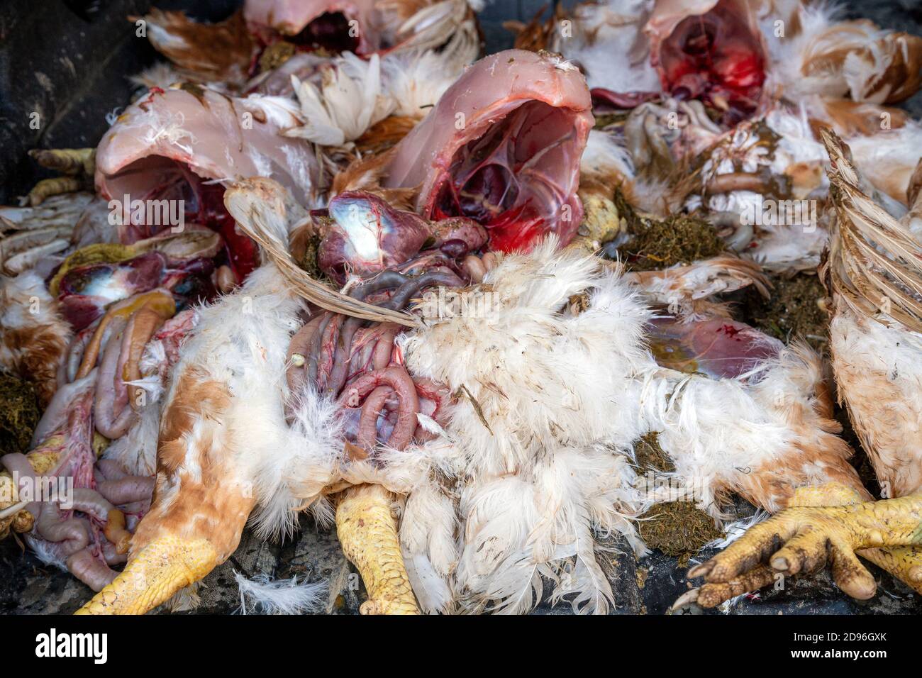 Huhn - Vogel, Halal, Koscher, Metzger, Tier, Tierkörper, Tierischer Körperteil, Tierisches Verdauungssystem, Tierisches Ei, Tierkopf, Tierdarm, Stockfoto