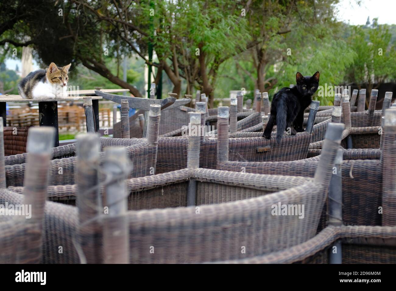 Athen, Griechenland. November 2020. Zwei Katzen sitzen auf umgedrehten Stühlen eines Cafés. Ab heute die neuen Maßnahmen angekündigt Samstag von der Regierung, um die schnelle Ausbreitung von COVID-19 zu bekämpfen statt Maßnahmen schließen Bars, Restaurants, Cafés, Fitness-Studios und Museen. Kredit: Michael Varaklas/Alamy Live Nachrichten Stockfoto