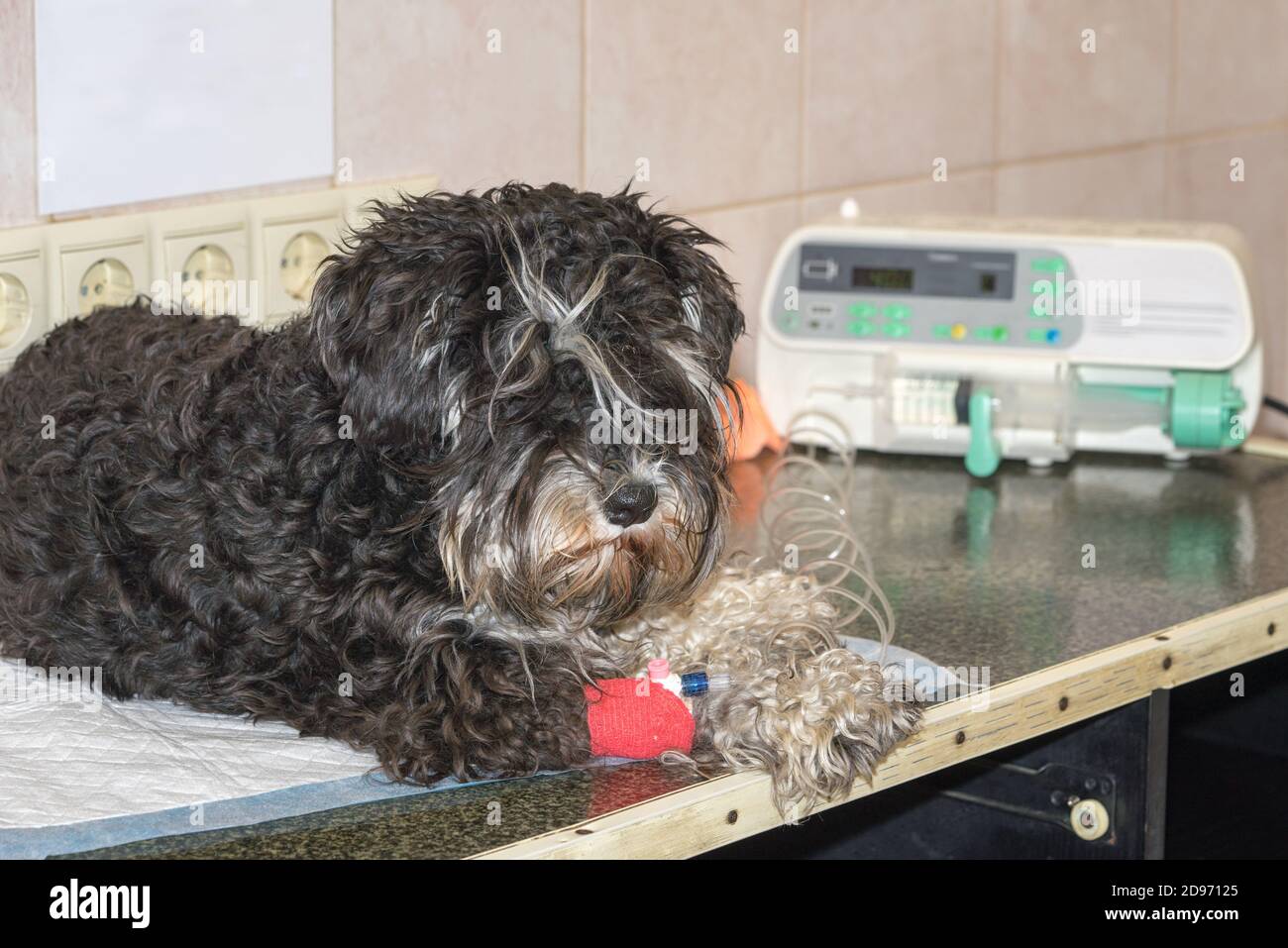 Hund liegt auf dem Tisch in der Tierarztklinik mit einem Katheter in der Pfote für Bluttransfusion, und leeres Papiernotizblatt an der Wand mit Kopierraum Stockfoto