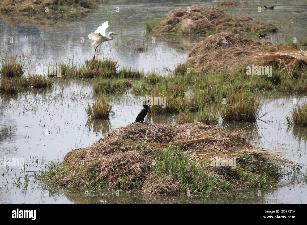Vögel in Sultanpur National Park, Haryana, Indien Stockfoto