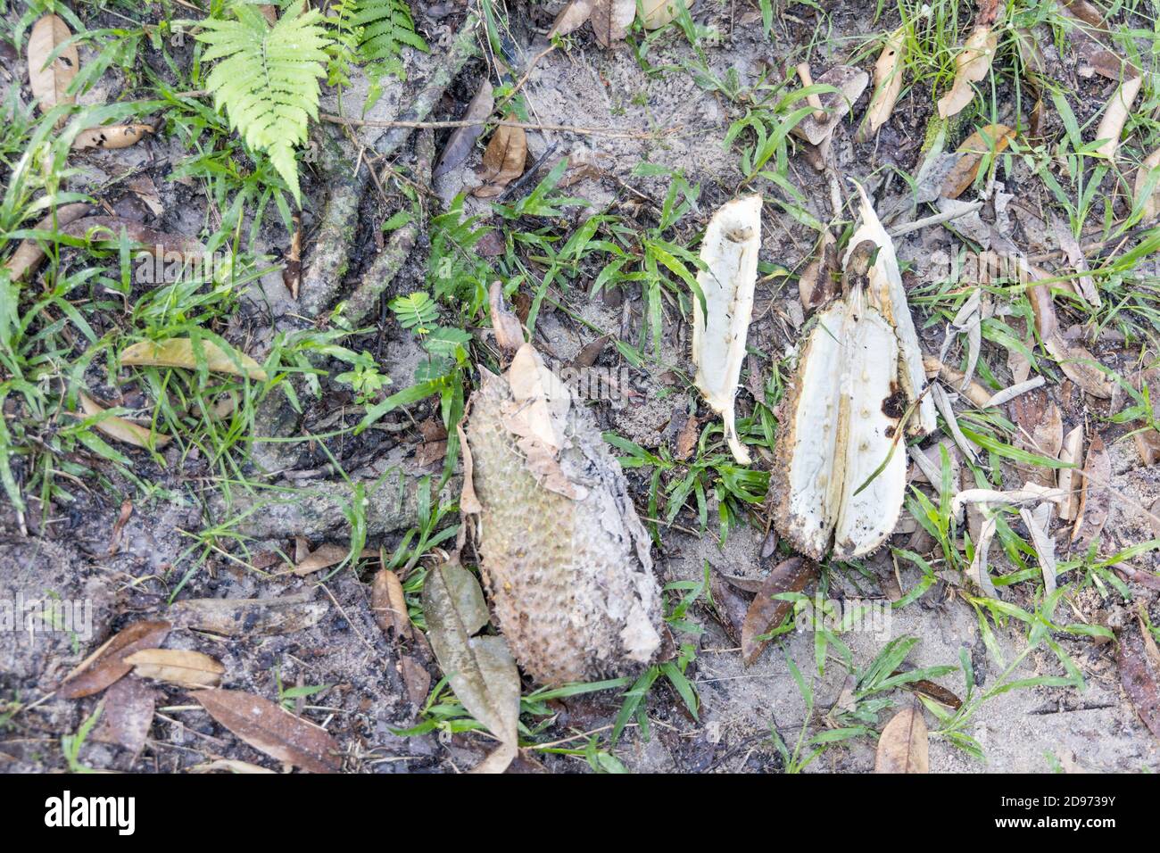 Unterernährter Durian Baum produziert Früchte ohne Fleisch Stockfoto