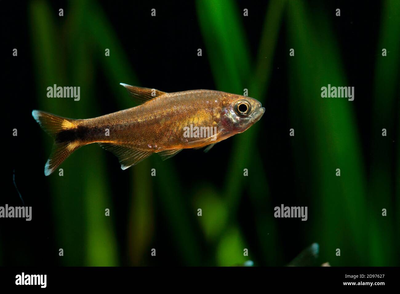 Silbertip tetra (Hasemania nana) männliche Fische im Profil im Aquarium Stockfoto