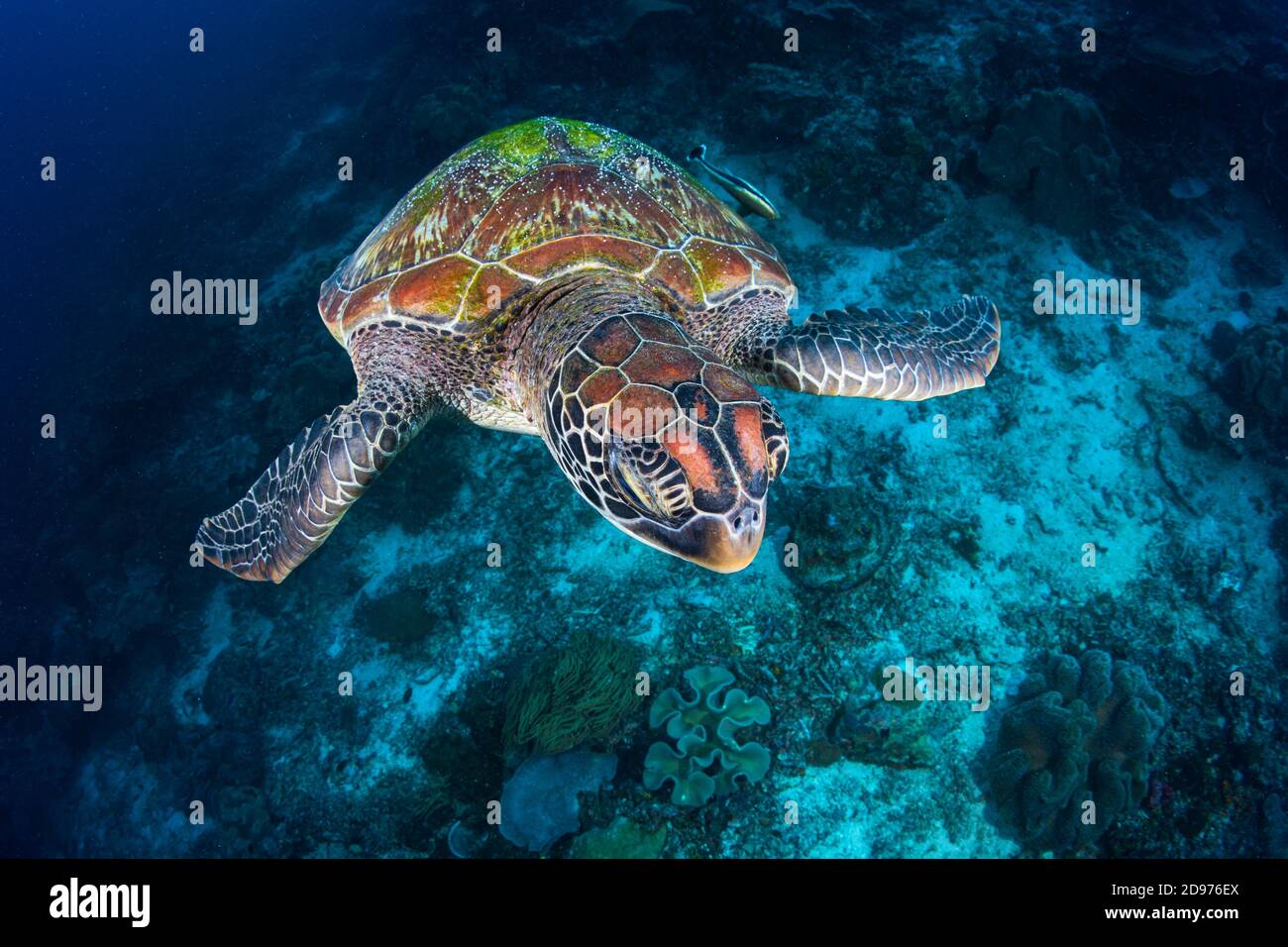 Grüne Schildkröte (Chelonia mydas) schwimmt über dem Riff, Raja Ampat, Indonesien Stockfoto