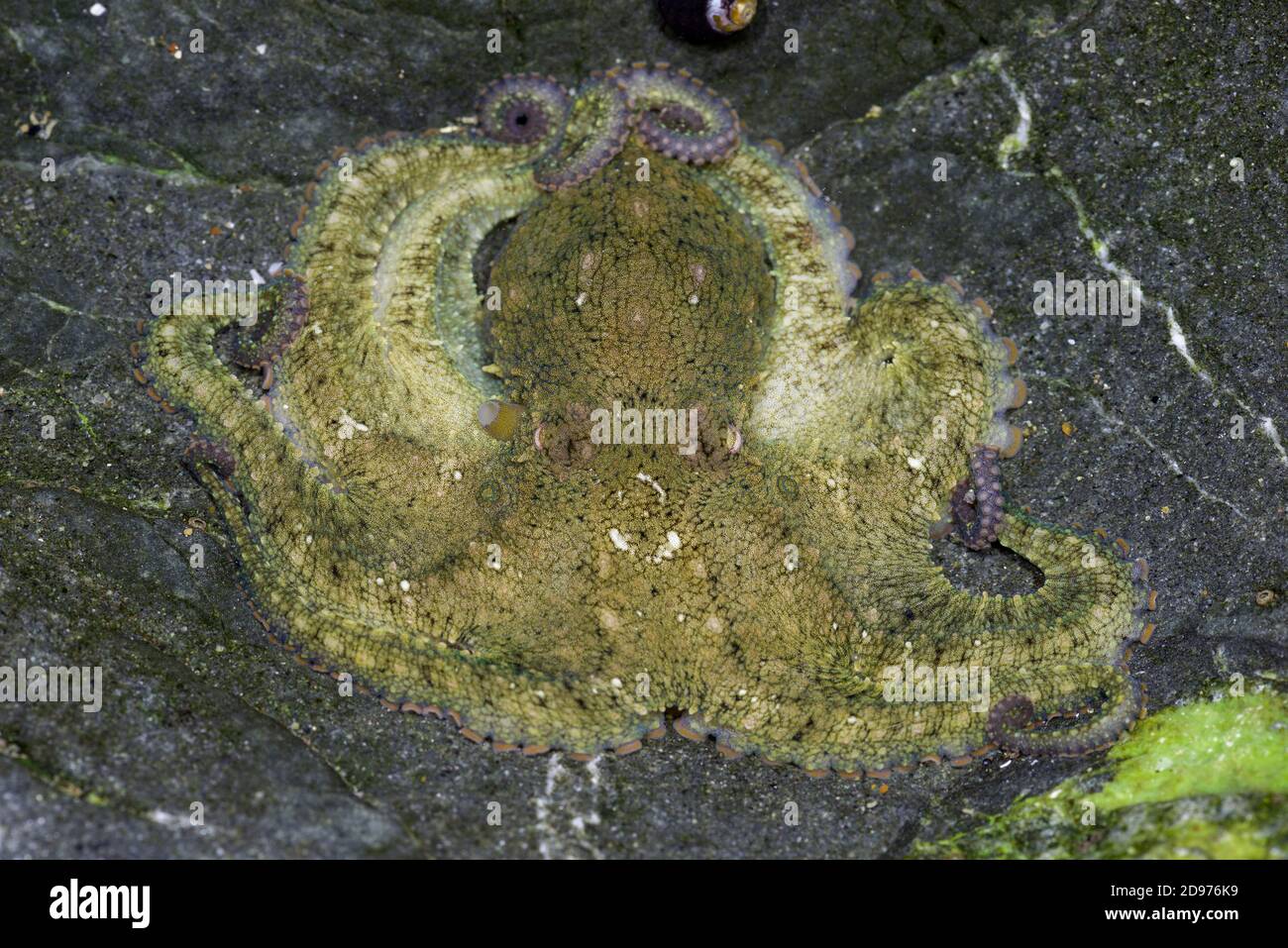 Octopus bimaculoides -Fotos und -Bildmaterial in hoher Auflösung – Alamy