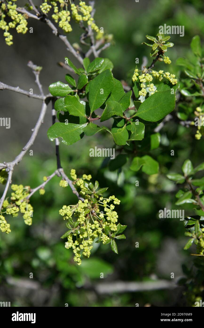 Quercus pacifica (Island Scrub Oak), wächst auf den Santa Cruz, Santa Rosa und Santa Catalina Inseln. Sie wurde 1994 von einem Spe als neue Art beschrieben Stockfoto