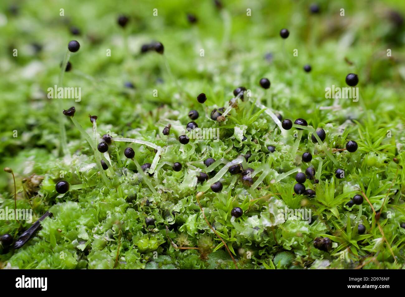Liverwort, Fossombronia-Arten, Kalifornien. Stockfoto