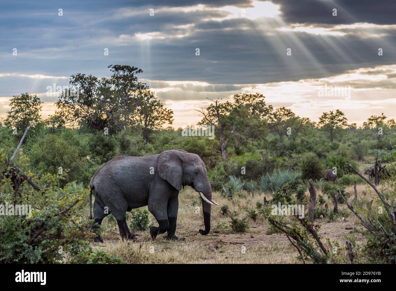 Afrikanischer Busch-Elefant bei bewölktem Wetter im Kruger Nationalpark, Südafrika; Specie Loxodonta africana Familie der Elephantidae Stockfoto