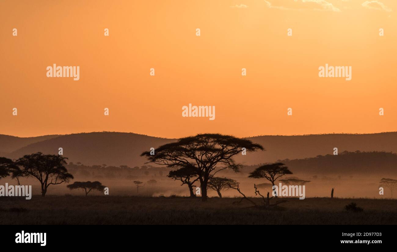 Acacias (Acacia sp) au coucher du Soleil, Parc du Serengeti, Tanzanie Stockfoto