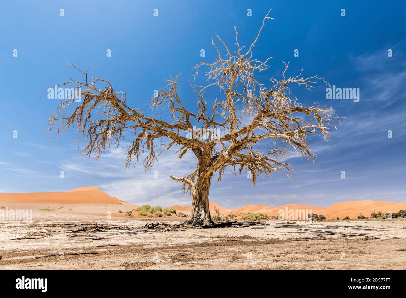 Tote Akazien in Dead Vlei, Sossusvlei, Namib, Namibia Stockfoto