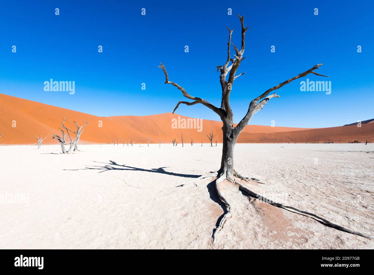 Tote Akazien in Dead Vlei, Sossusvlei, Namib, Namibia Stockfoto