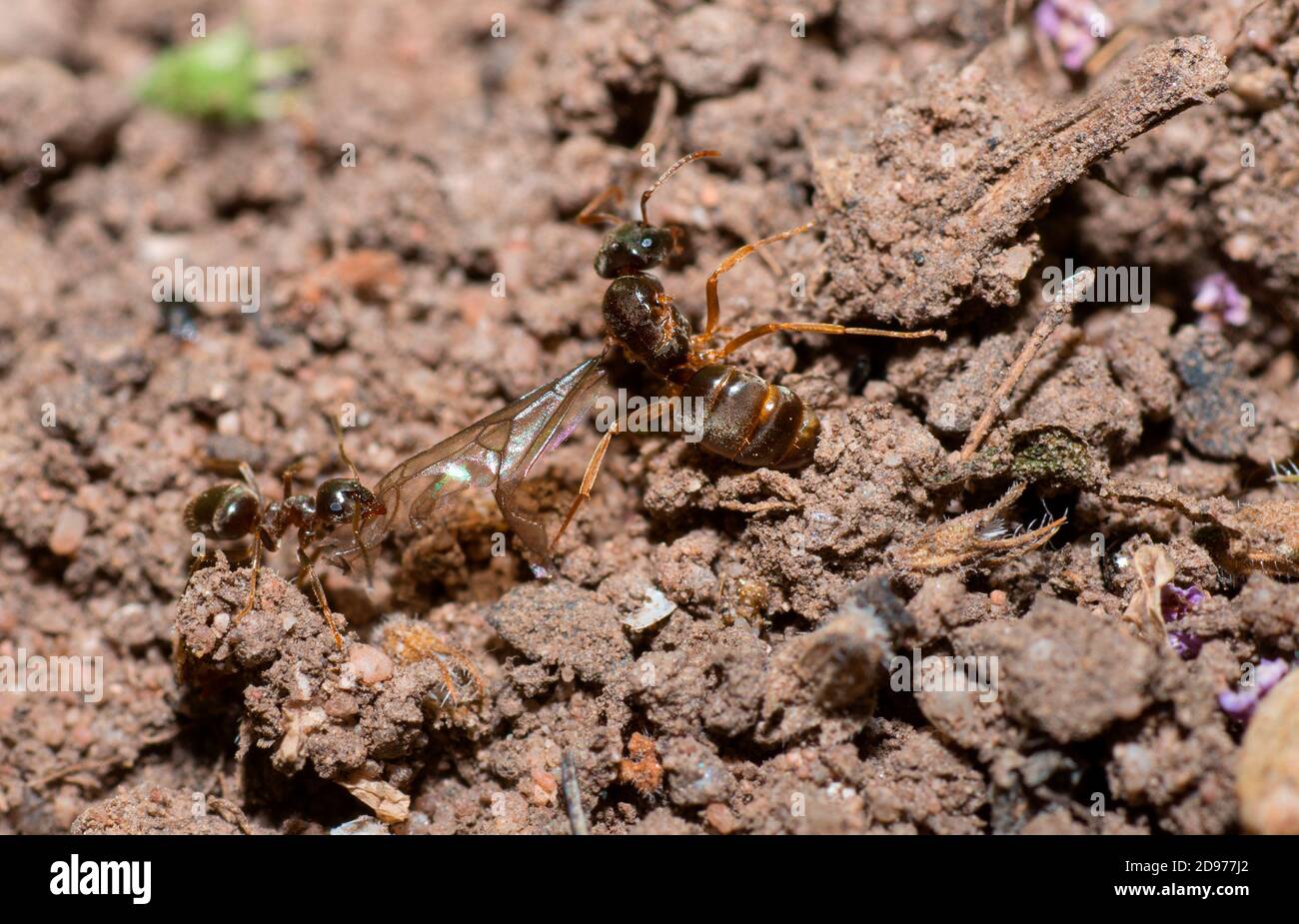 Gartenameise (Lasius niger) Arbeiter, der eine Königin aus der Kolonie