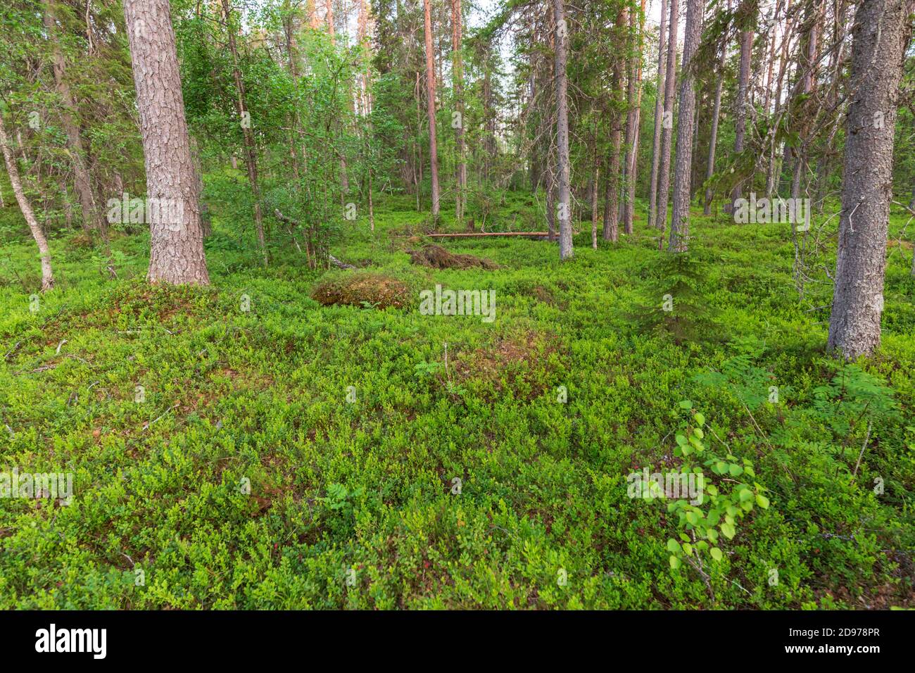Boreal Forest, Finnland Stockfoto