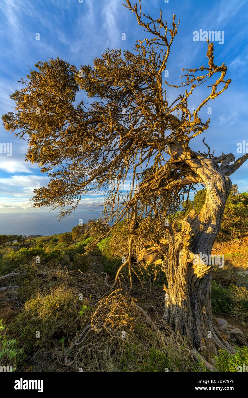 Gewundener Wacholder aus dem Sektor El Sabinar auf der Insel El Herrio auf den Kanarischen Inseln. Kanarienwacholder (Juniperus turbinata, ssp. Canariensis) Stockfoto