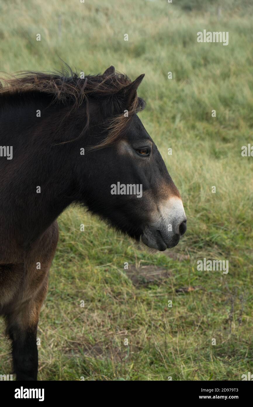 Braunes Pferd mit Windgepeitschten Mähne Stockfoto