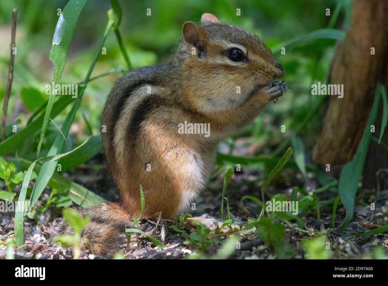 Östliche Chipmunk (Tamias striatus) Essen, Michigan, USA Stockfoto