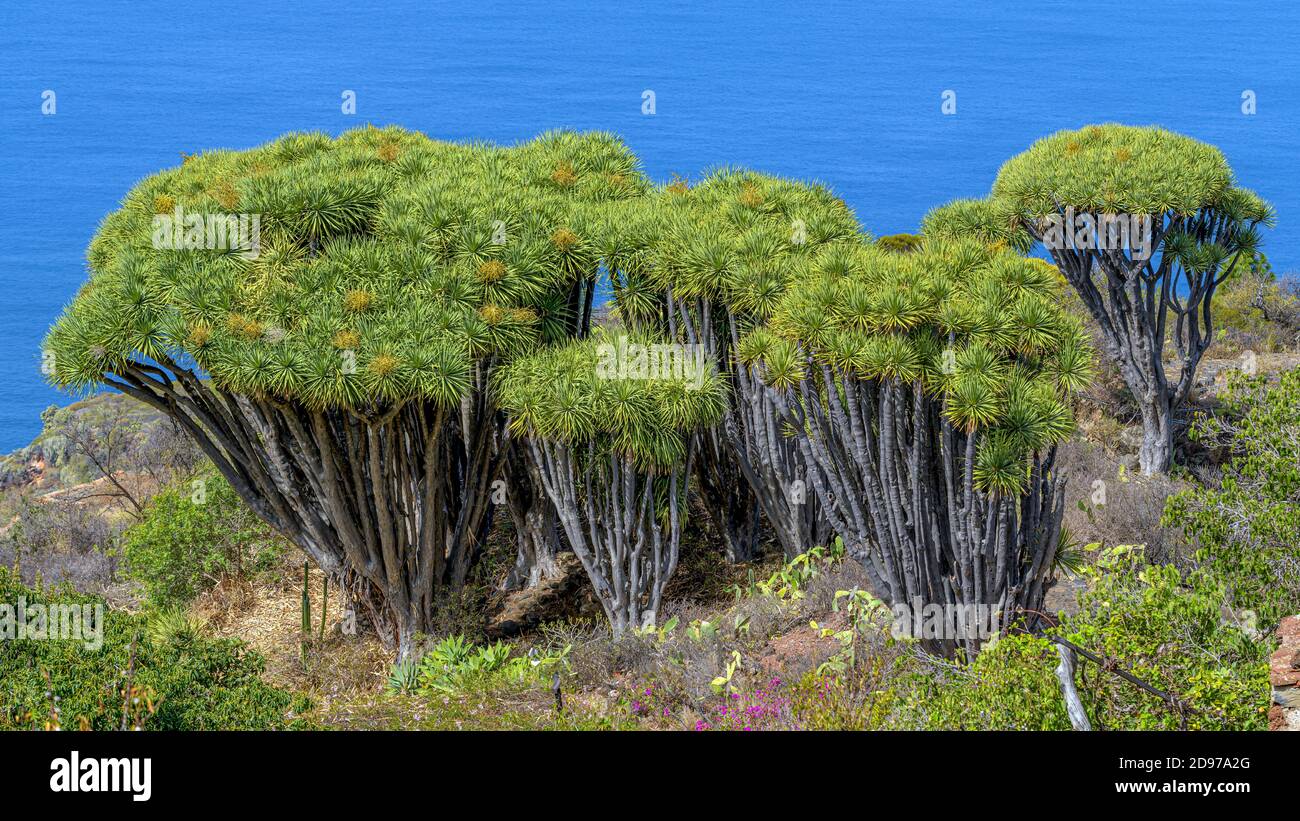Kanarische Inseln Drachenbaum (Dracaena draco) auf der Insel La Palma,  Kanarische Inseln. Las Tricias - der Drachenbaum ist ein Baum, der sehr ra  geworden ist Stockfotografie - Alamy